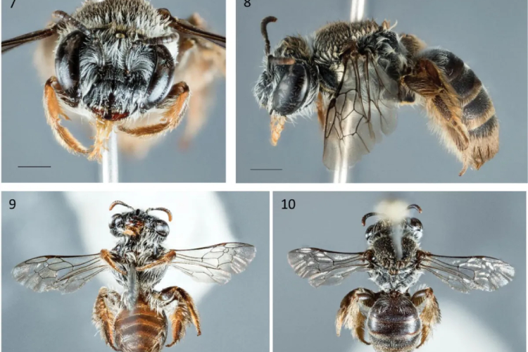 ดูผึ้งสายพันธุ์ใหม่ที่พึ่งมีการระบุชนิดใหม่ที่ค้นพบใหม่นี้
